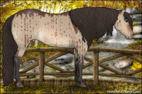 Horse Color:Bay Dun Appaloosa Brindle 