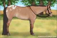 Horse Color:Brown Dun Appaloosa Brindle 