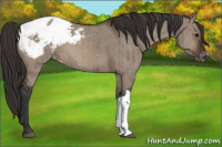 Horse Color:Brown Dun Appaloosa Brindle 