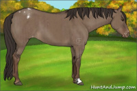 Horse Color:Liver Red Dun Appaloosa Brindle 