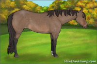 Horse Color:Brown Dun Appaloosa Brindle 