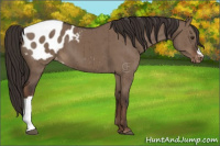 Horse Color:Liver Red Dun Appaloosa Brindle