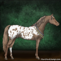 Horse Color:Liver Red Dun Blanket Brindle 