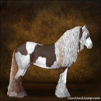 Horse Color:Liver Chestnut  and Gray Liver Chestnut 