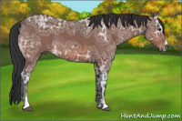 Horse Color:Bay Ice Sabino 