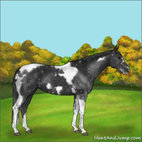 Horse Color:Black Tobiano Frame