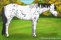 Horse Color:Black Tobiano Near Leopard 