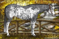 Horse Color:Blue Roan Sabino Splash  and Blue Roan Sabino Splash Frame 