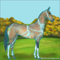 Horse Color:Thunderstruck Buckskin 