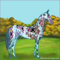 Horse Color:Thunderstruck Bay Sabino Appaloosa 