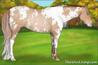 Horse Color:White Spotted Buckskin Pearl Rabicano