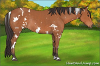Horse Color:White Spotted Brown Rabicano 