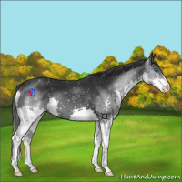 Horse Color:Black Splash 