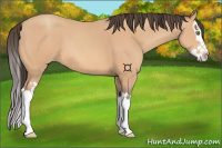 Horse Color:Amber Champagne Splash 