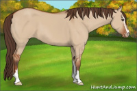 Horse Color:Bay Dun Sabino Appaloosa 