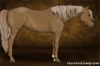 Horse Color:Chocolate Palomino 