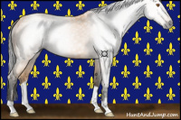 Horse Color:Gray Buckskin 