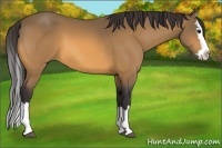 Horse Color:Buckskin Sabino Splash 