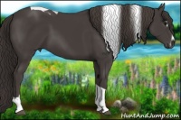 Horse Color:Smoky Black Sabino Tobiano 