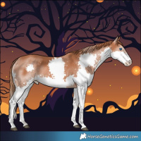 Horse Color:Chestnut Splash 