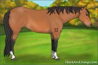 Horse Color:Bay Tobiano 
