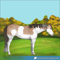 Horse Color:Bay Splash 