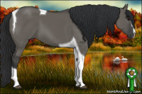 Horse Color:Grullo Sabino Tobiano 