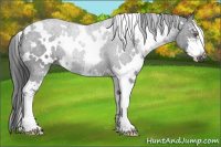 Horse Color:White Spotted Black Sabino 