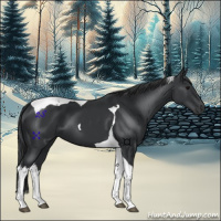 Horse Color:Black Tobiano 