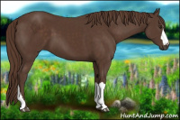 Horse Color:Liver Chestnut 