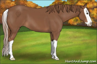 Horse Color:Chestnut Splash