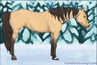 Horse Color:Buckskin Dun 