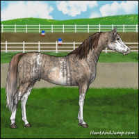 Horse Color:White Spotted Grullo Rabicano and White Spotted Red Dun Splash Rabicano