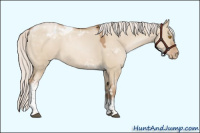Horse Color:Silver Grullo Pearl Sabino Tobiano Appaloosa 