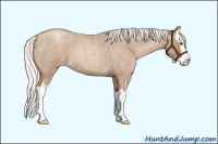 Horse Color:Silver Blue Roan Pearl Sabino Splash Appaloosa 