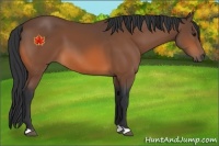 Horse Color:Bay 