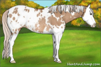 Horse Color:White Spotted Silver Bay Dun Splash Appaloosa Rabicano