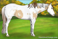 Horse Color:White Spotted Buckskin Dun Splash Tobiano Appaloosa 