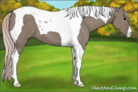 Horse Color:Silver Grullo Tobiano