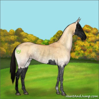 Horse Color:Void Buckskin Onyx Splash Rabicano 