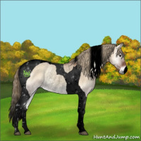 Horse Color:Void Red Dun Onyx Tobiano Rabicano 