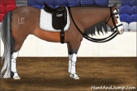 Horse Color:Bay Splash