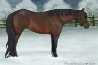 Horse Color:Brown 