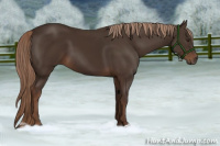 Horse Color:Liver Chestnut 