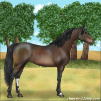 Horse Color:Brown 
