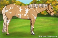 Horse Color:White Spotted Palomino 
