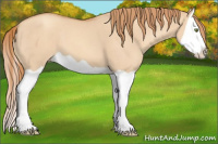 Horse Color:Gold Champagne Dun Splash 