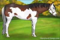 Horse Color:Brown Splash Frame 