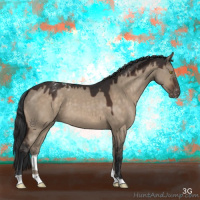 Horse Color:Brown Dun Appaloosa 