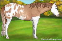 Horse Color:Gold Champagne Splash Appaloosa